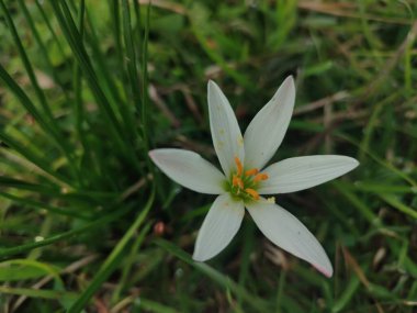 Otların arasında beyaz bir çiçek