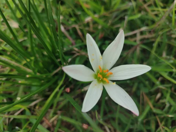 Bahçedeki güzel çiçekler