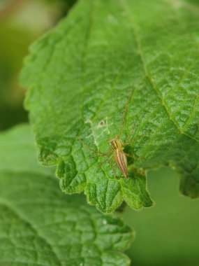 Yaprağın üzerinde güzel bir kelebeğin yakın plan fotoğrafı.