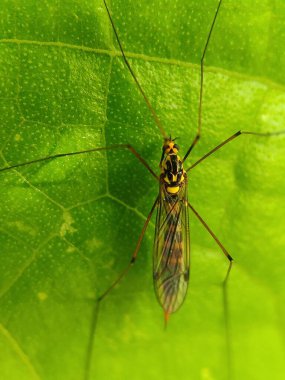 Bulanık arkaplanda yeşil bir yaprağın makro görüntüsü.