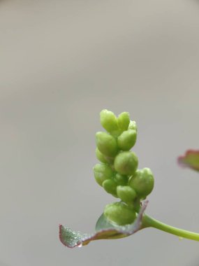 Bahçedeki bir bitkiyi kapat.