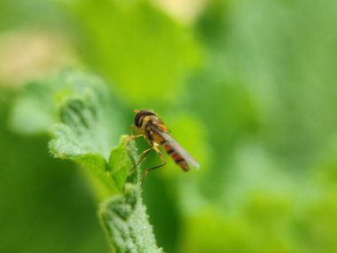 Bahçede yeşil yaprak üzerinde uç