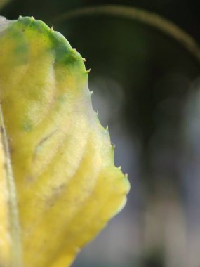Güzel botanik fotoğrafı, doğal duvar kağıdı.