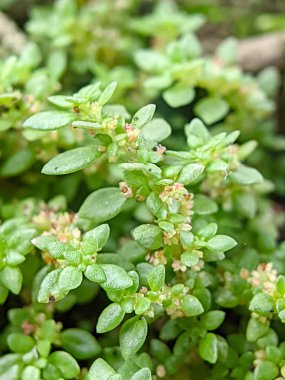 Bahçede yeşil yapraklar