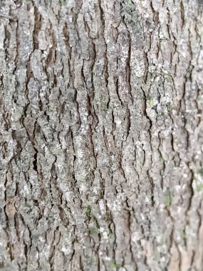 ağaç kabuğu dokusu arkaplanı