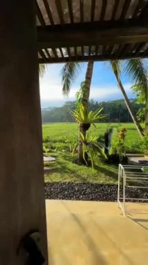 Güneş doğarken yemyeşil pirinç tarlalarına bakan bir balkondan Tropikal Cennet Manzarası.