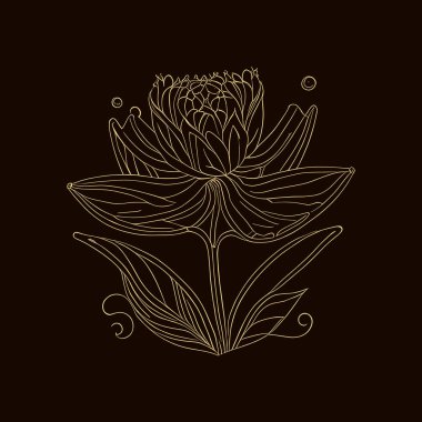 Lotus el çizimi çiçek vektör çizimi çizimi.