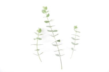 Okaliptüs beyaz arka plan üzerinde