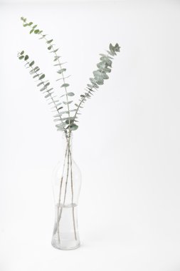 Okaliptüs beyaz arka plan üzerinde