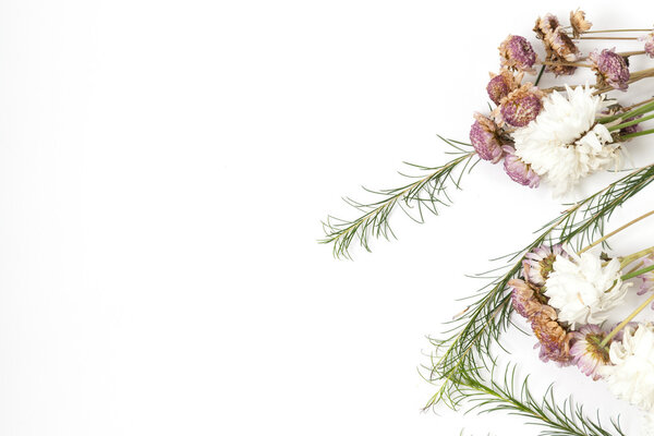 Dried Flowers on White