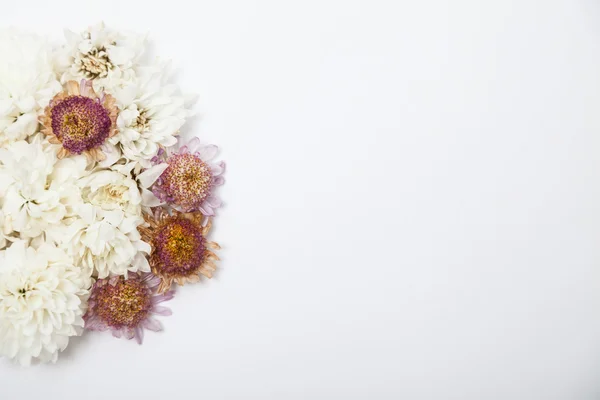 Flores secas en blanco —  Fotos de Stock