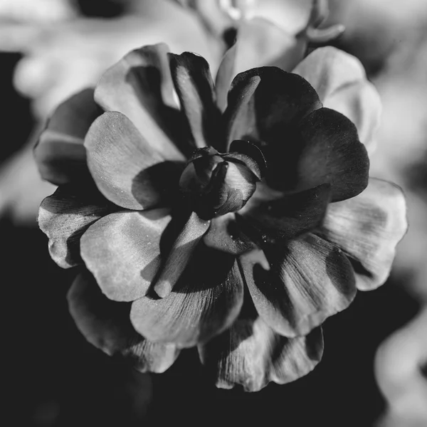 Square black and white flower