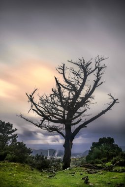 Triano Dağları 'ndaki manzarayı kirleten petrol rafinerisi olan bir tepedeki ölü, siluetli ağaç çevresel etkiyi ve iklim değişikliğini simgeliyor.