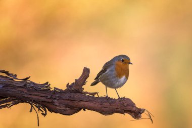 Robin güneşli bir sabahta, İspanya 'nın La Rioja kentindeki bir sarmaşık dalına tünedi.
