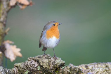Robin, Bizkaia, Alonsotegi 'de bir meşe ormanının içinde düşmüş bir dala tünedi.