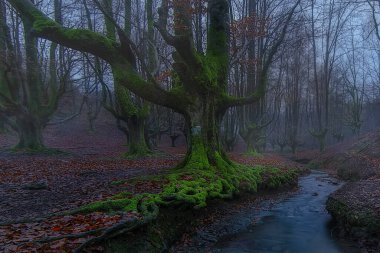 Otzarreta ormanındaki bir derenin yanındaki eski yosunlu kayın ağacı, Düşen kırmızı yapraklı puslu sonbahar sahnesi.