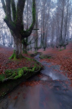 Otzarreta ormanındaki bir derenin yanındaki eski yosunlu kayın ağacı, Düşen kırmızı yapraklı puslu sonbahar sahnesi.