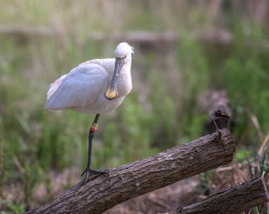 Avrasya kaşık gagalı kuşu Bolue sulak arazisindeki bir kütüğe tünemiş. Bulanık yeşil arka plan Bolue sulak arazisindeki bir kütüğe tünemiş.