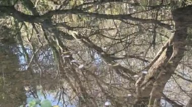 La Arboleda Bizkaia 'daki bir gölün sakin su yüzeyindeki ağaç dallarının soyut yansımaları