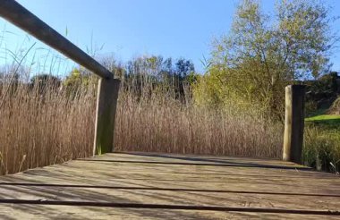 La Arboleda Bizkaia 'da açık mavi gökyüzünün altında rüzgarda savrulan kamış ve sazlıklarla çevrili bir gölün üzerindeki ahşap iskele.