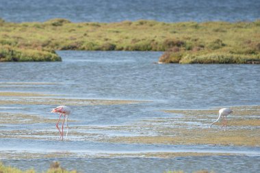 Delta del Ebro, İspanya 'daki doğal ortamlarında göz kamaştırıcı flamingolar. Bu ikonik kuşların zarif hareketlerini ve canlı renklerini yakalıyor.