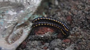 Siyah ve Sarı Çizgili Kırkayaklar Toprakta Çiftleşiyor