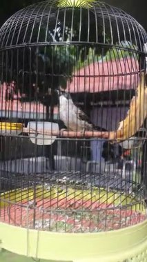 Kuş kafesine tünemiş tek bir Bulbul Kuşu