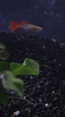 Erkek Guppy Balığı Dikey Akvaryumda Yavaşça Yüzüyor