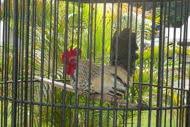 Yeşil Yeşilliklere Karşı Bir Kafese Tünemiş Renkli Horoz