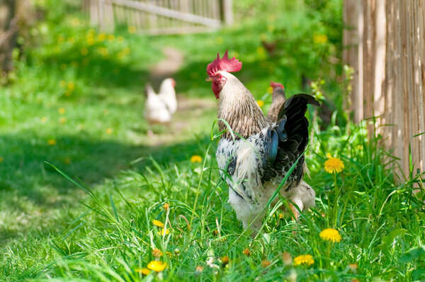 Hens and rooster 