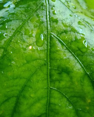 A vibrant close-up of a green leaf shows detailed veins, moisture droplets, and rich color. Perfect for nature, growth, and fresh health themes in stock libraries.
