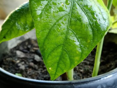 Su damlacıklarıyla parlayan, saksı bitkisinden canlı yeşil bir yaprağın makro çekimi. Tazelik, büyüme ve ev içi bahçe düzenlemelerinin sükunetini gösteren, yaprak damarlarını renklendirir..