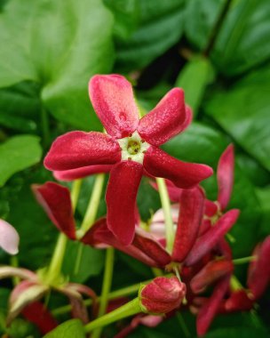 Yapraklarının üzerinde duran su damlacıkları olan canlı kırmızı bir çiçeğin yakın plan görüntüsü, zengin yeşil yapraklara karşı. Taze, doğal ve canlı, doğa, bahçe ve çiçek temalı sahneler için mükemmel..