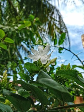 Açık havada canlı yeşil yaprakların arasında çiçek açan narin beyaz bir çiçeğin yakın çekimi. Parlak güneş ışığı ve açık mavi gökyüzü sakin, taze bir bahçe havası ve doğal bir güzellik yaratır..