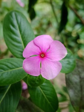 Parlak yeşil yaprakların arasında canlı pembe bir menekşe çiçeği açar. Yumuşak yapraklar, koyu kırmızı merkezli beş noktalı hassas bir yıldız oluştururlar. Doğa, bahçe ve çiçek desenleri için ideal..