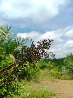 Küçük kapsülleri ve kahverengi gövdeleri olan kuru bir bitki kafasının yakın plan parlak bir tropikal arka plan ve bulutlu mavi gökyüzüne karşı.