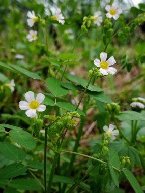 Beyaz taç yaprakları ve yemyeşil yapraklar arasında sarı çekirdekli küçük bir Oxalis Barrelieri çiçeğinin makro görüntüsü..