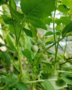 Taze yeşil yaprakların arasında yetişen, olgunlaşmamış küçük yeşil bir domatesin yakın çekimi, bir bahçe ortamında gün ışığında yakalanır..