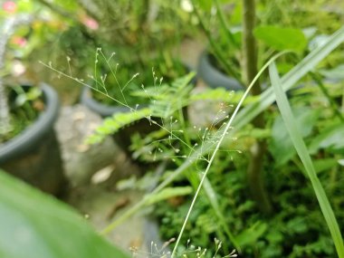 İnce bir çim çiçeğine yakın çekim. Bahçedeki yemyeşil bitkiler arasında yumuşak doğal ışıkta yakalanmış küçük tohumlar..