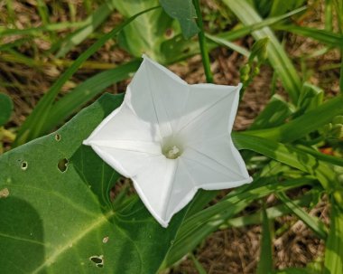 Açık havada güneş ışığı altında yeşil yaprakların arasında açan narin beyaz bir ıspanak çiçeği..