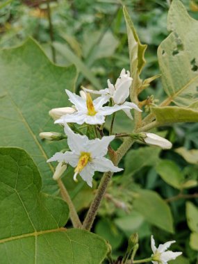 Yeşil yaprakların arasında gün ışığında büyüyen sarı kamışlı beyaz takokak (Solanum torvum) çiçeklerine yakın çekim.