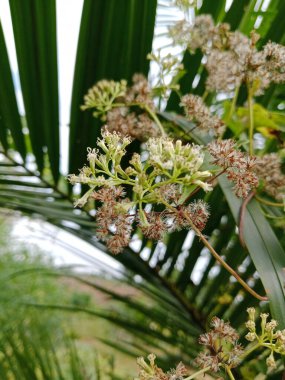 Mikania Micrantha 'ya yakın çekim, hızlı büyüyen bir sarmaşık, küçük beyaz kümeli çiçekler, açık havada doğal bir tropikal ortamda yakalanmış..