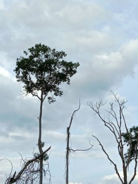 Açık havada bulutlu bir gökyüzüne uzanan seyrek dalları olan uzun ağaçlar..