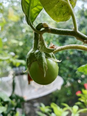 Dalında büyüyen yeşil patlıcan ağacının bulanık doğal arkaplanının makro fotoğrafı..