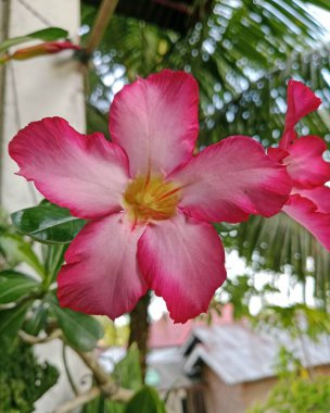 Bir çöl gülünün (Adenyum obesum) doğal ışıkta açan pembe ve beyaz taç yapraklarıyla yakın çekimi.