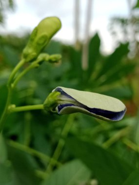 Yakın plan Psophocarpus tetragonolobus çiçeği tomurcuğu. Yumuşak yeşil yapraklar doğal ışıkta maviliği gösteriyor..
