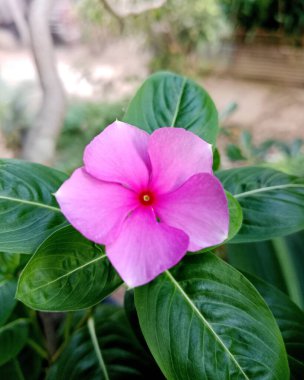 Catharanthus Roseus 'un yakın çekimi pembe menekşe çiçeği yeşil yaprakların arasında çiçek açıyor..