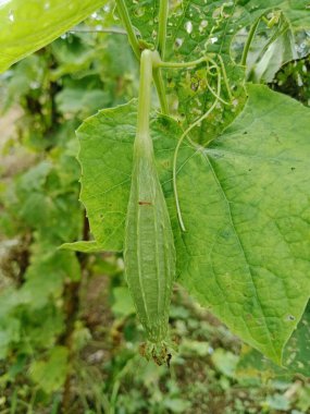 Taze yeşil yapraklı bir sarmaşıkta yetişen küçük luffa kabağı..