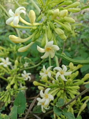 Taze beyaz papaya çiçekleri tropikal bir bitkide tomurcuklanıyor..