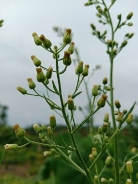 Açık alanda yetişen Kanadalı at yosunu tomurcuklarının yakın çekimi..